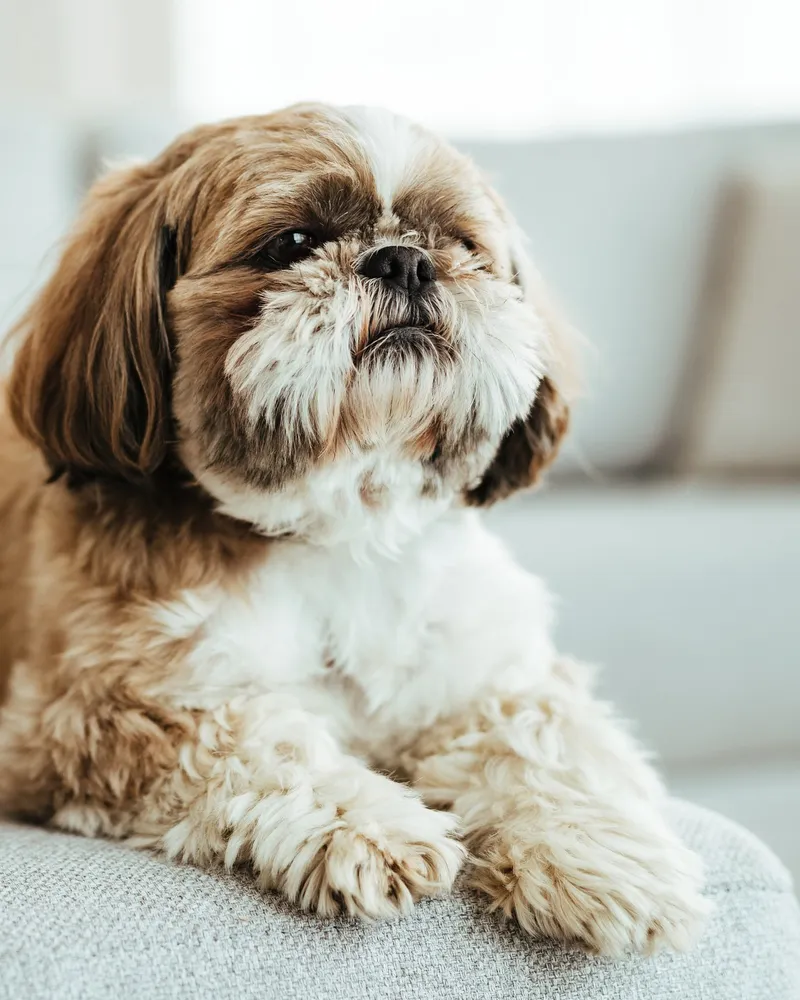 A shaggy, grown-out Shih Tzu resting on a sofa